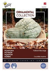 Pumpkin Hubbard Large Blue - Ornamental Collection
