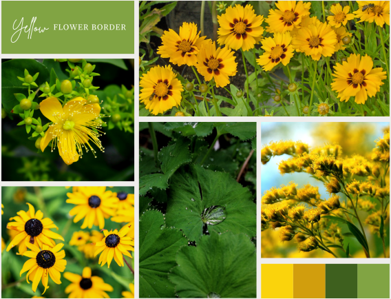 Buy Ready Made Flower Border Yellow 6 Plants online at Gardencentre Koeman