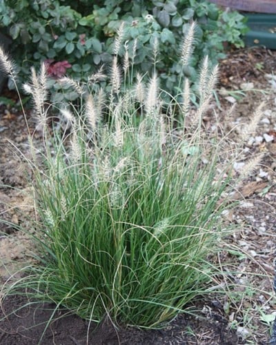 Chinese Fountaingrass Little Bunny - Pennisetum Alopecuroides