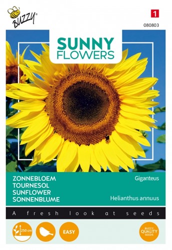 Sunflower single giant Giganteus - Buzzy Sunny Flowers