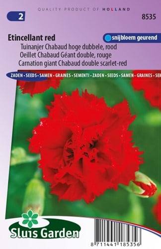 Carnation Etincellant Red  ? Dianthus Chabaud