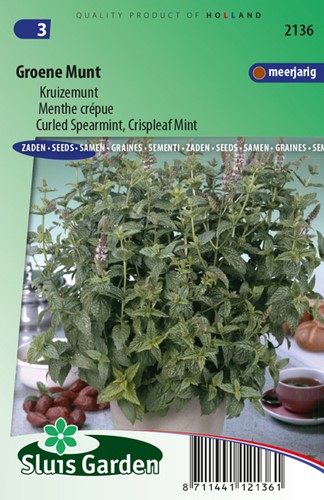 Spearmint curled, Crispleaf Mint (Mentha spicata crispa)