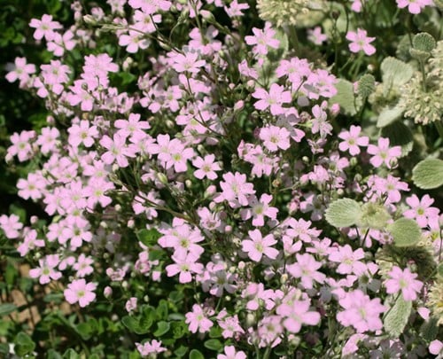 Gypsophila Repens Rosea - Creeping Baby's Breath