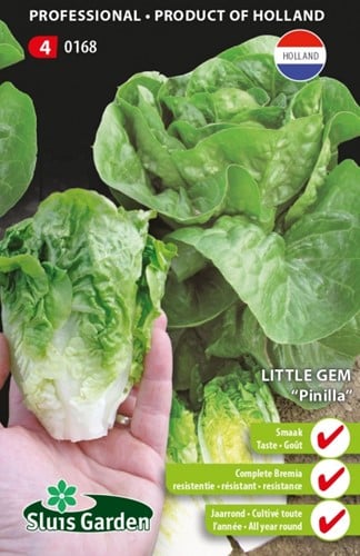 Lettuce Little Gem Pinilla