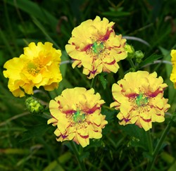 Wood Avens 'Lady Stratheden' (Geum chiloense)
