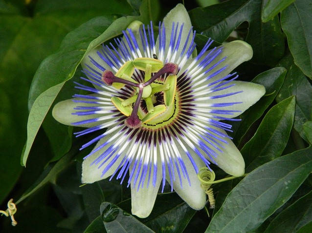 Passiflora Edulis Passion Flower
