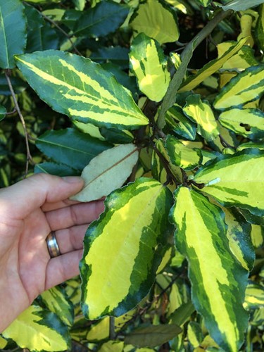 Wild Olive Limelight - Elaeagnus Ebbingei