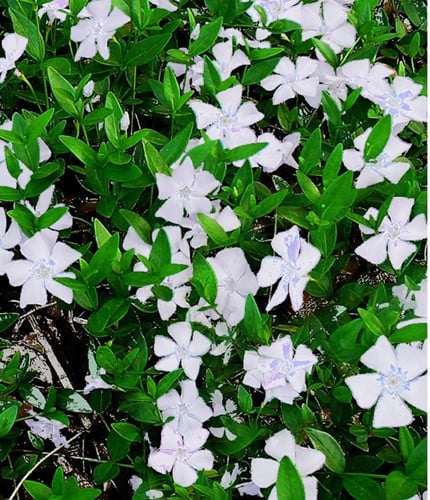 White Periwinkle Gertrude Jekyll - Vinca minor alba