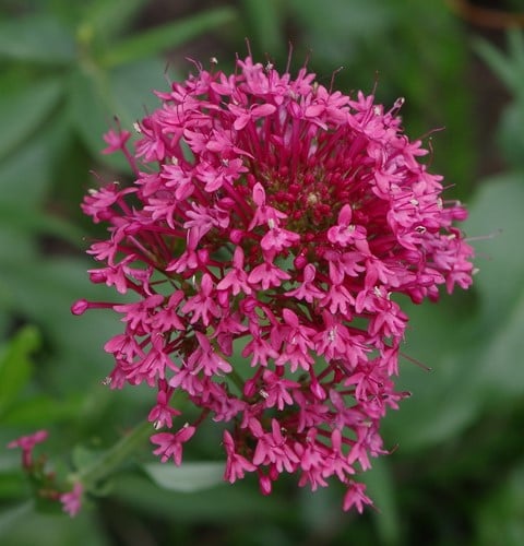Centranthus ruber Coccineus – Red valerian