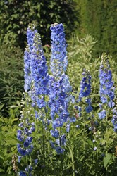 Larkspur Blue Bird - Delphinium (P)