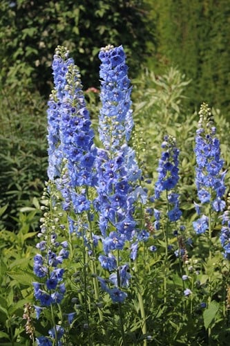 Larkspur Blue Bird - Delphinium (P)