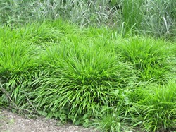 Hakonechloa macra – Japanese forest grass