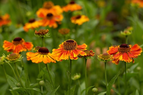 Helenium Sahin's Early Flowerer - Sneezeweed