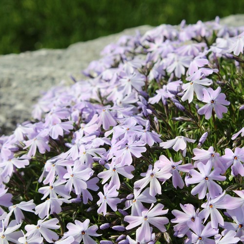 Phlox Emerald Cushion Blue - Creeping Phlox (Six-pack)
