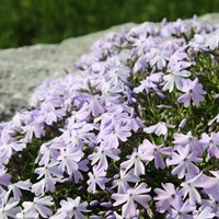 Kruipende Vlambloem Emerald Cushion Blue - Phlox (Driepack)