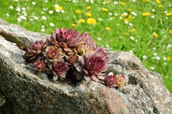 Sempervivum mixed – Houseleeks mixed