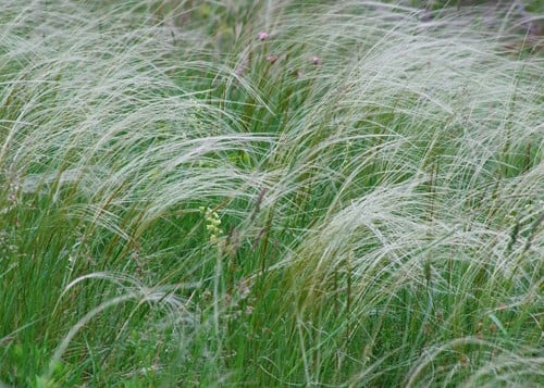 Stipa tenuissima Ponytails – Mexican feathergrass