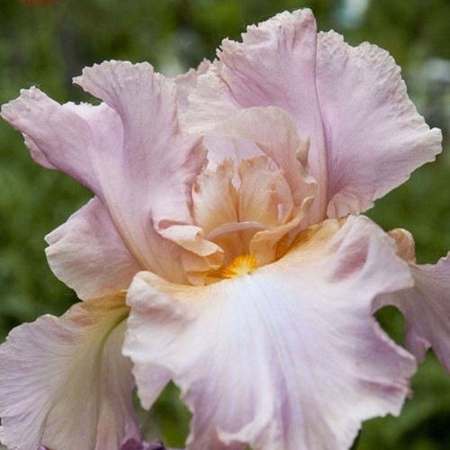 Iris Germanica Constant Wattez - Bearded Iris (Six-pack)