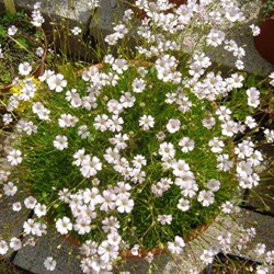 Gypsophila Repens Alba - Creeping Baby's Breath