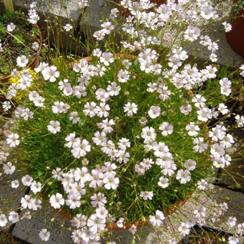 Gypsophila Repens Alba - Creeping Baby's Breath