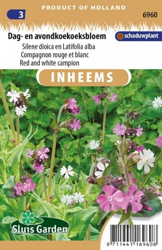 Red and White Campion - Silene & Latifolia