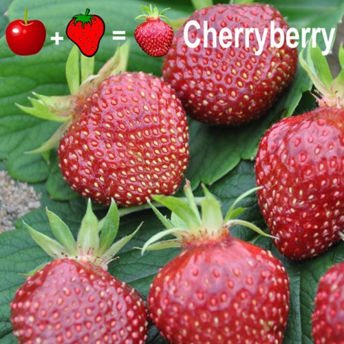 2x Strawberry plants Cherryberry - Fragaria