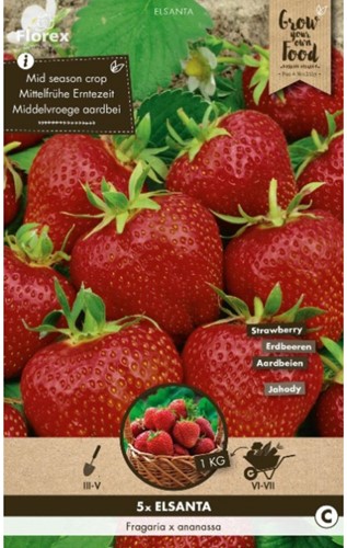 Strawberry Elsanta - Fragaria
