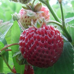 Strawberry Framberry (garden ready) - Fragaria