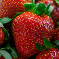Strawberry Maxim (garden ready) - Fragaria