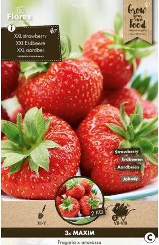Strawberry Maxim (garden ready) - Fragaria