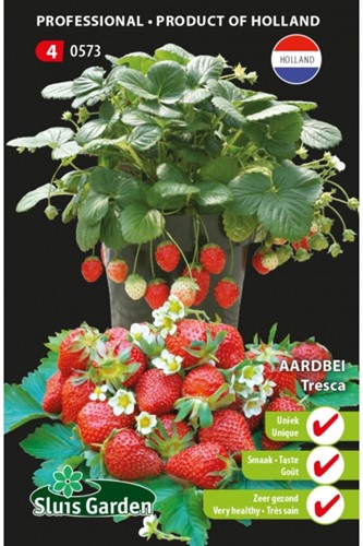 Strawberry Tresca - Fragraria x ananassa