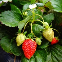 Organic strawberry fertiliser 750 grams - Viano-2