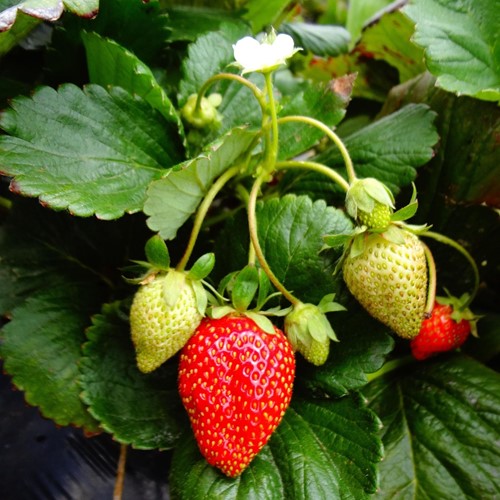Organic strawberry fertiliser 750 grams - Viano-2