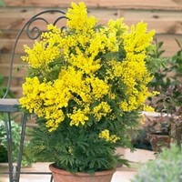 Acacia dealbata - Mimosa (Potplant)