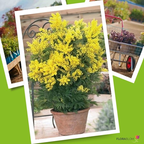 Acacia dealbata - Mimosa (Container Plant)