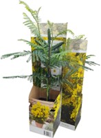 Acacia dealbata - Mimosa (Potplant)-2