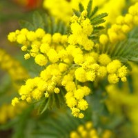 Acacia dealbata - Mimosa (Potplant)-3