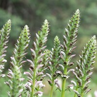 Acanthus mollis - Bear's Breeches