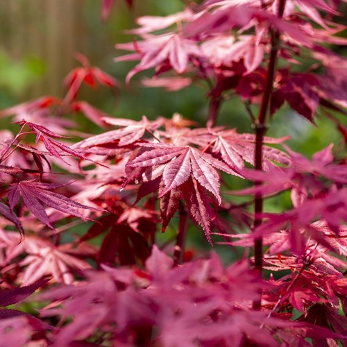 Japanese maple - Acer palmatum Atropurpureum