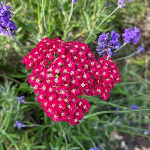 Yarrow Paprika - Achillea millefolium