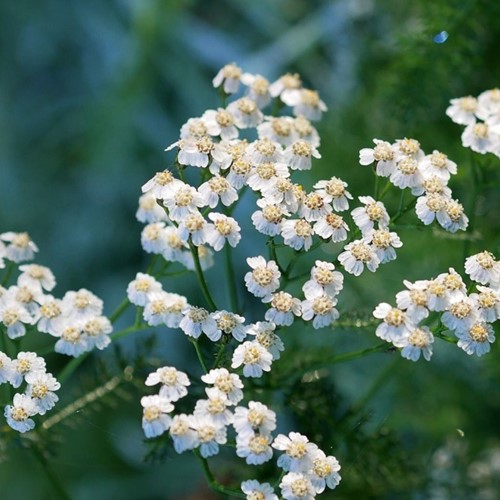Yarrow - Achillea Ptarmica The Pearl (Pot plant)