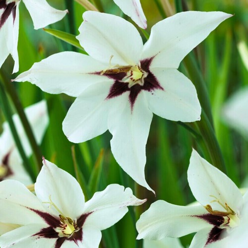 Acidanthera - Gladiolus murielae