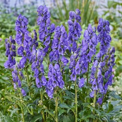 Monkshood Arendsii - Aconitum carmichaelii Arendsii