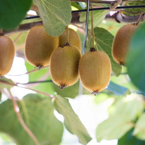 Actinidia Deliciosa Jenny - Self-pollinating Kiwi (Six-pack)