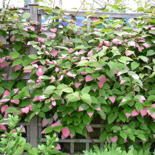 Actinidia Kolomikta - Mini Kiwi