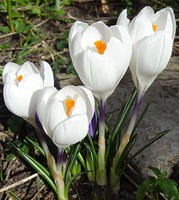 Krokus Jeanne d'Arc - Crocus Joan of Arc (Grootverpakking)-2