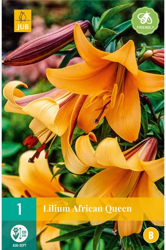 Lily African Queen - Lilium trumpet