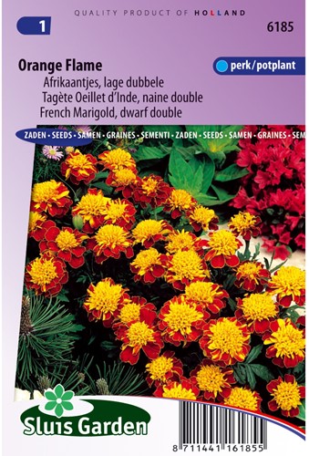 Marigold, French dwarf double Orange Flame - Tagetes