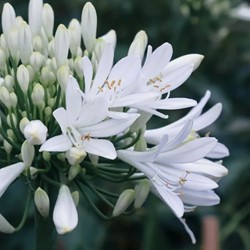 Agapanthus Alba - Cape lily  (Pot Plant)
