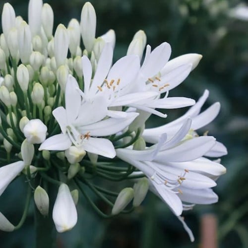 Agapanthus Alba - Cape lily  (Pot Plant)